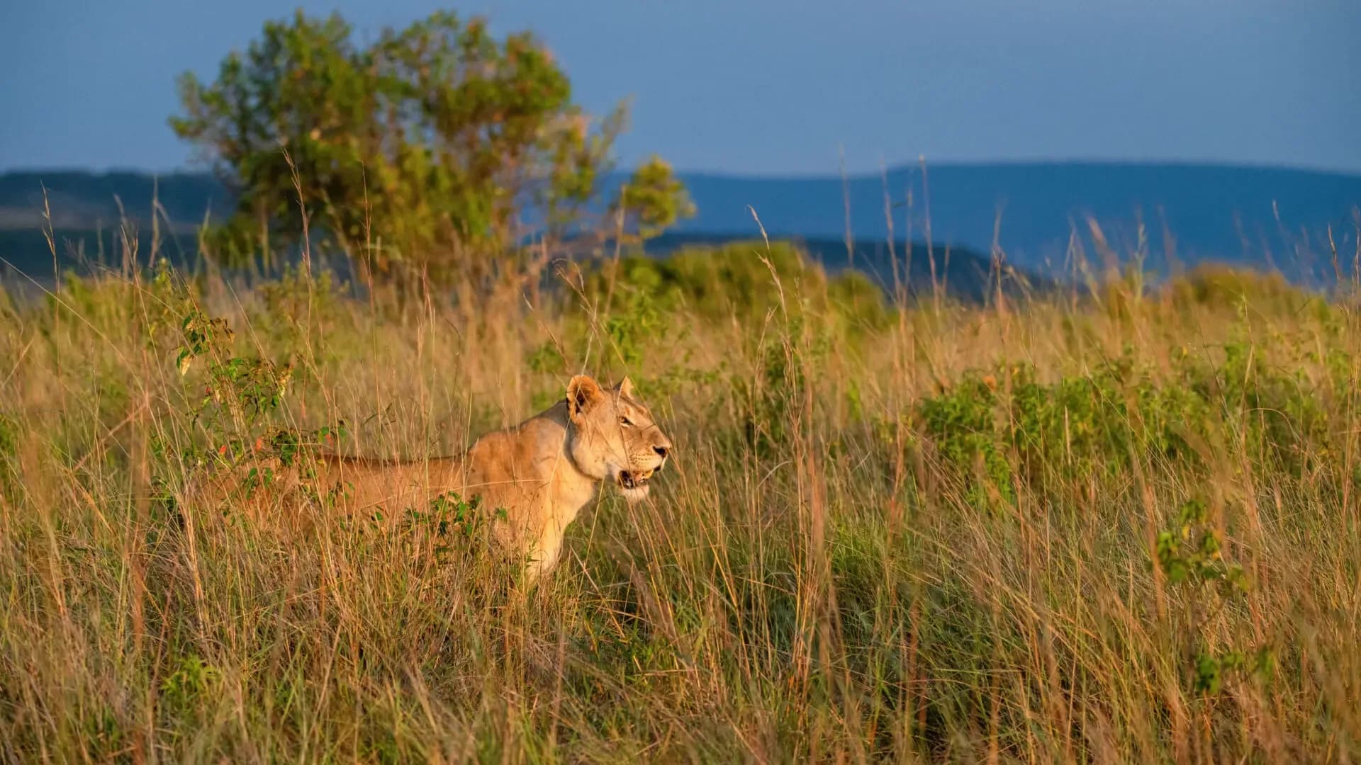Masai Mara National Reserve