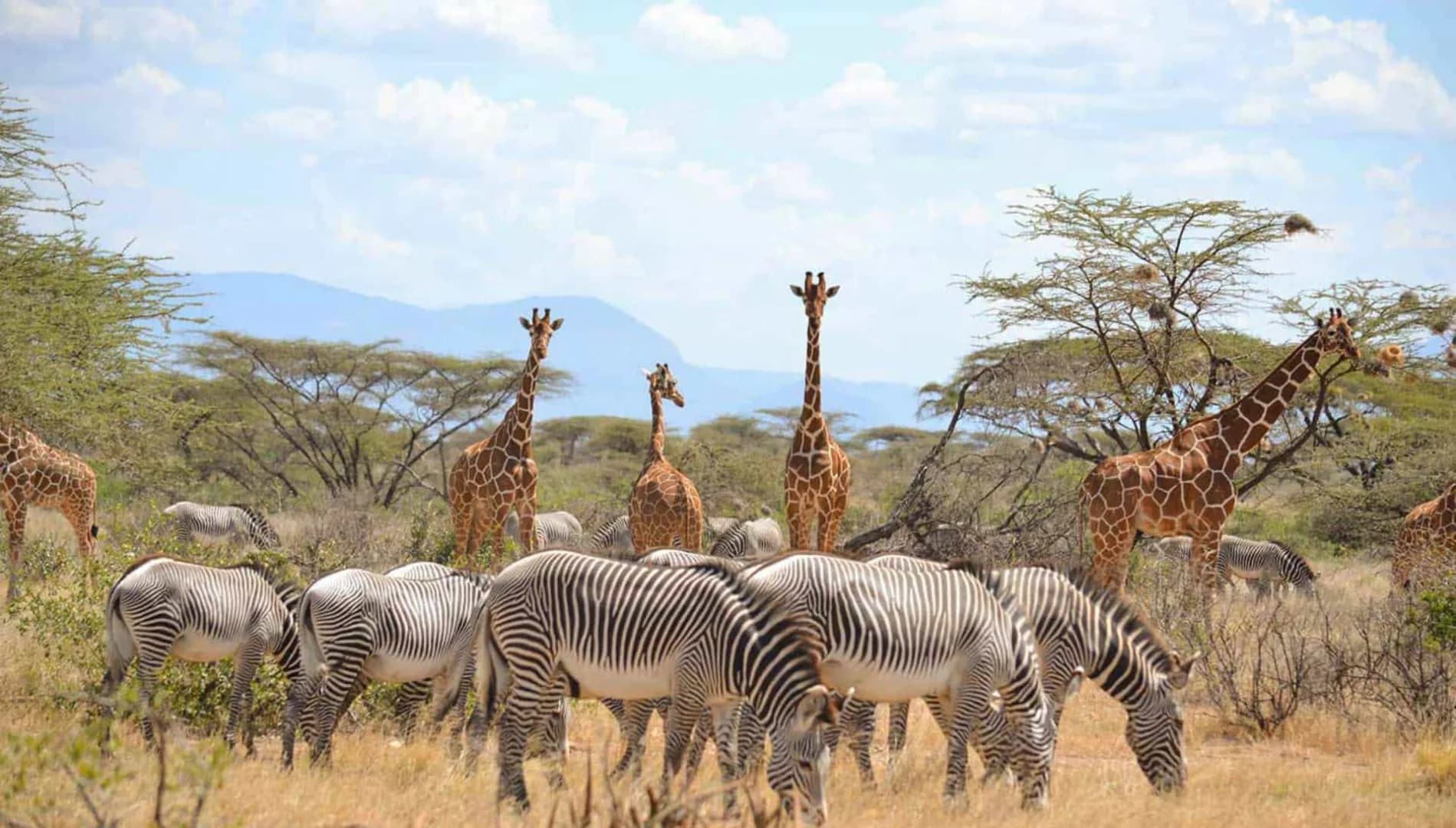 Samburu National Reserve