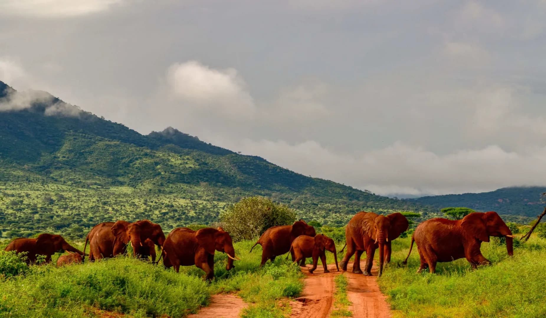 Tsavo