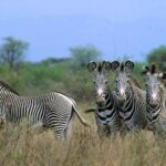 Buffalo Springs National Reserve