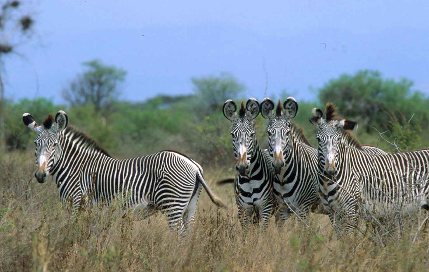 Buffalo Springs National Reserve