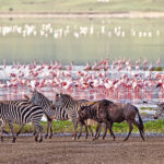 Lake Naivasha National Park