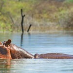 Lake Baringo