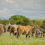 Aberdare National Park