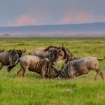 10-Day Kenya Wildlife Safari