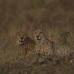 Masai Mara Getaway: 3-Day Kenya Safari