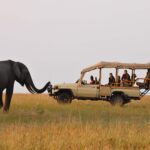 Game Drives