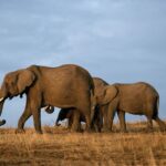 Tsavo National Park