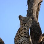 Kenya Budget Safari: 7-Day Group Safari