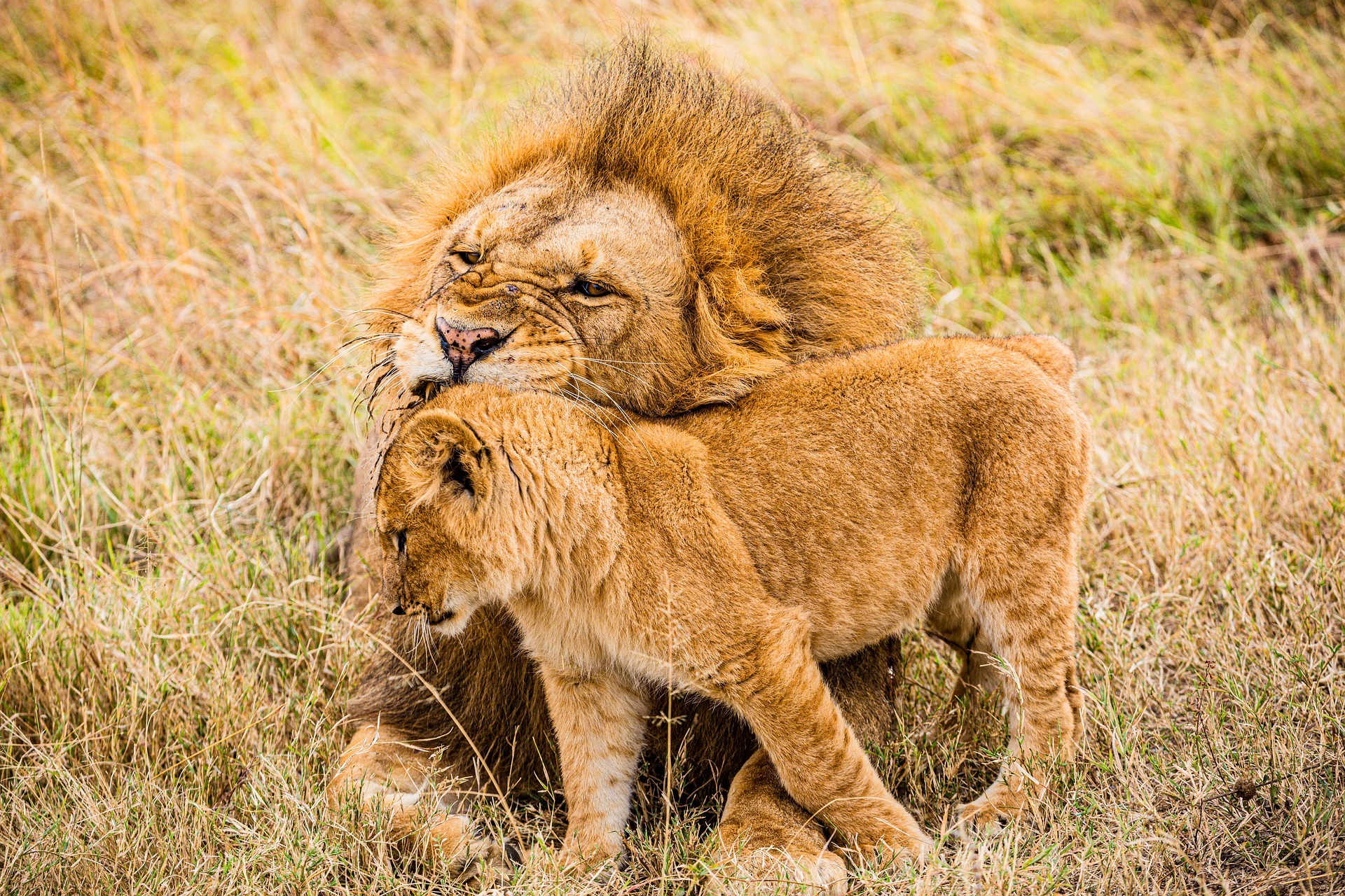 Maasai Mara