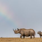 Ol Pejeta Conservancy