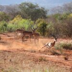 East Africa Odyssey: 12-Day Kenya and Tanzania Safari