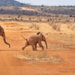 7-day safari with Kenya Specialists